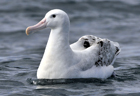 Snowy albatross wandering280 copy.jpg